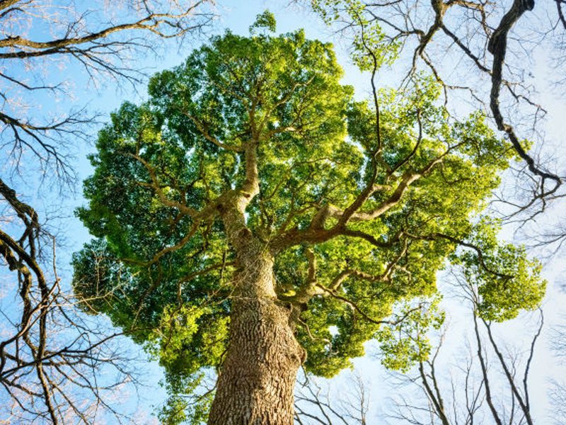 品牌形象知名度