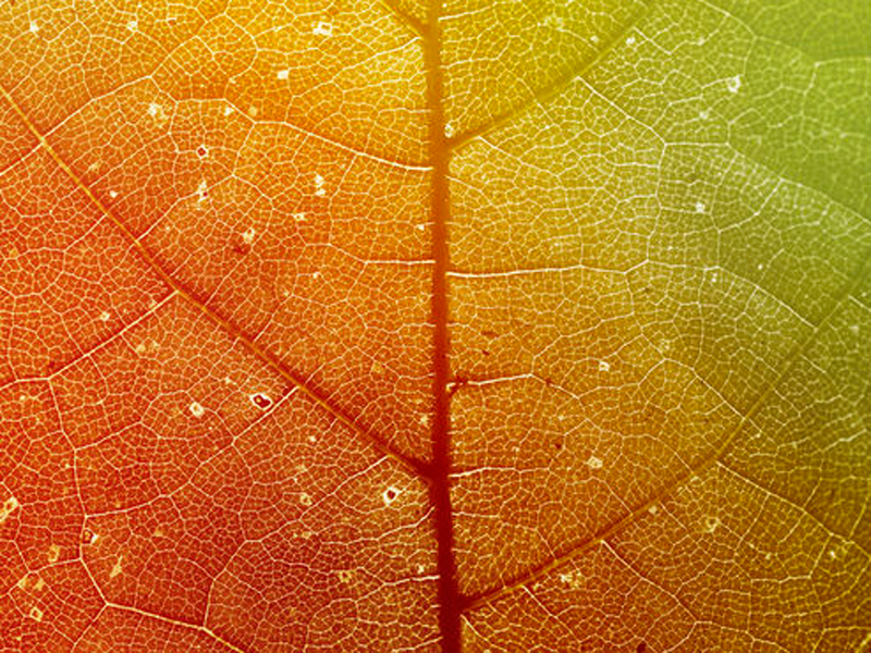 品牌效应的意义